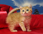 Кошки в Клине: Яркая золотая кошечка Девочка, 15 000 руб. - фото 4