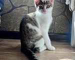 Кошки в Москве: Котенок Мия Девочка, Бесплатно - фото 5