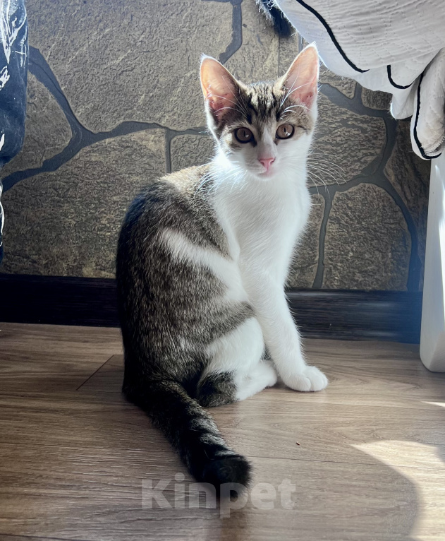 Кошки в Москве: Котенок Мия Девочка, Бесплатно - фото 5