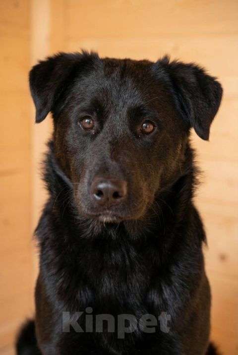 Собаки в Москве: Кира и Миша, ласковые умные щенки-подростки ищут дом Мальчик, Бесплатно - фото 4