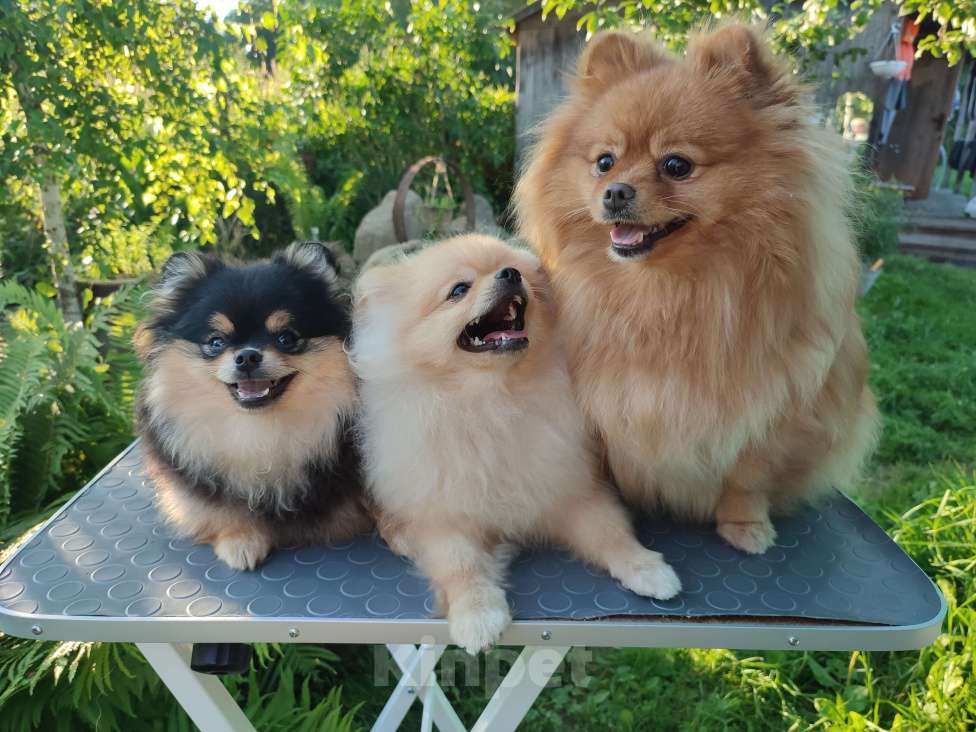 Собаки в Москве: Цвергшпиц (померанский) девочка Девочка, 35 000 руб. - фото 4