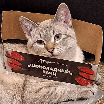 Отдаю в надёжные руки Кефира