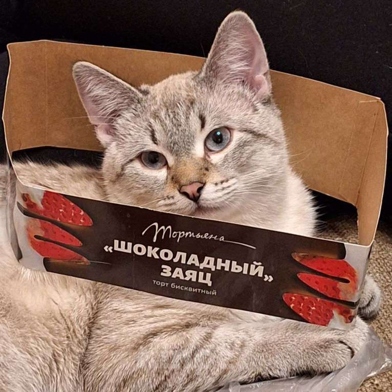 Кошки в Липецке: Отдаю в надёжные руки Кефира Мальчик, Бесплатно - фото 1