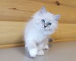 Кошки в Санкт-Петербурге: Невские маскарадные котята Мальчик, 50 000 руб. - фото 8
