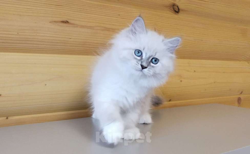 Кошки в Санкт-Петербурге: Невские маскарадные котята Мальчик, 50 000 руб. - фото 8