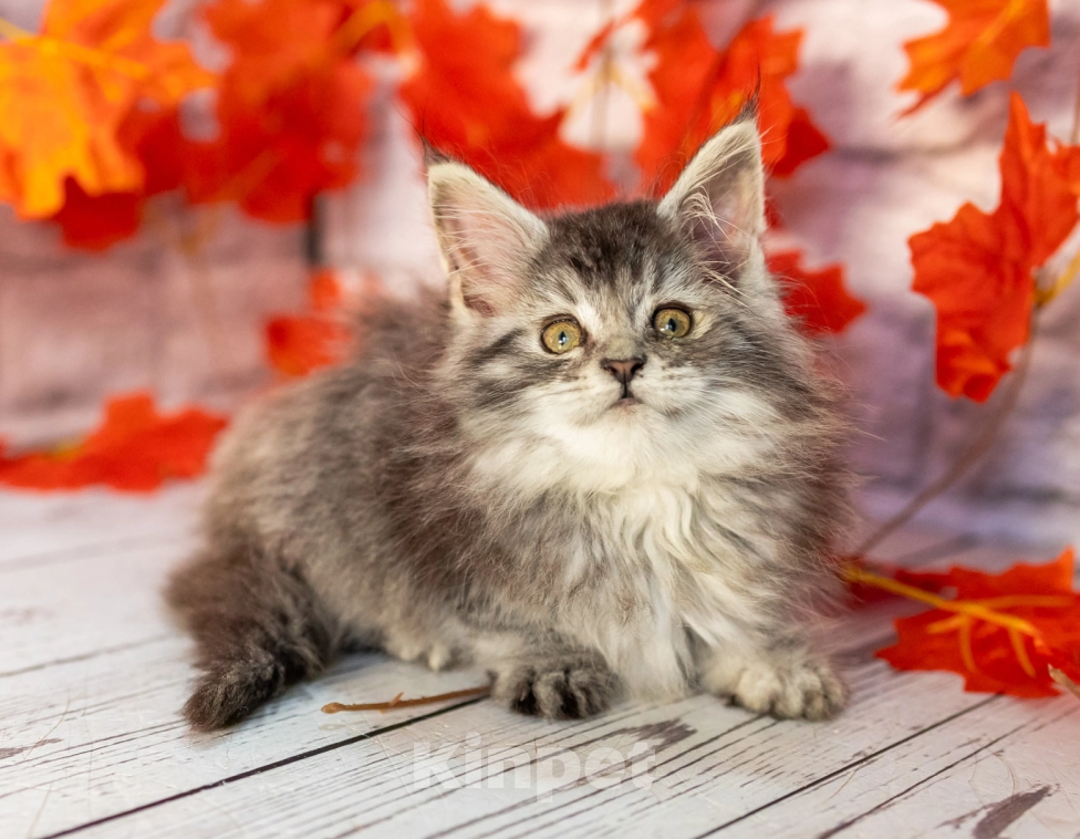 Кошки в Раменском: чудо девочка Девочка, 60 000 руб. - фото 2