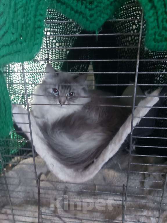 Кошки в Севастополе: Синдерелла из питоника Mild Winter ищет жениха. Девочка, Бесплатно - фото 2