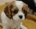 Собаки в Санкт-Петербурге: Кавалер Кинг Чарльз спаниель Мальчик, 100 руб. - фото 7