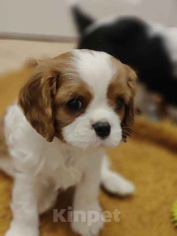 Собаки в Санкт-Петербурге: Кавалер Кинг Чарльз спаниель Мальчик, 100 руб. - фото 7