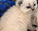 Кошки в Краснодаре: Блюшка девчонка Девочка, 35 000 руб. - фото 3