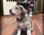 Собаки в Балашихе: Мальчик  Мальчик, Бесплатно - фото 1
