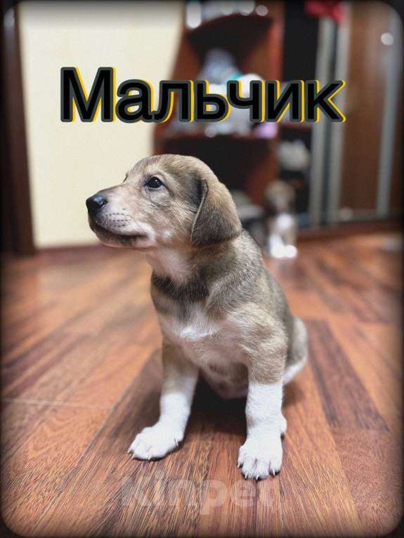 Собаки в Балашихе: Мальчик  Мальчик, Бесплатно - фото 1
