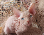 Кошки в Челябинске: Канадский сфинкс мальчик Мальчик, 40 000 руб. - фото 1