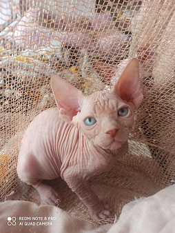 Канадский сфинкс мальчик