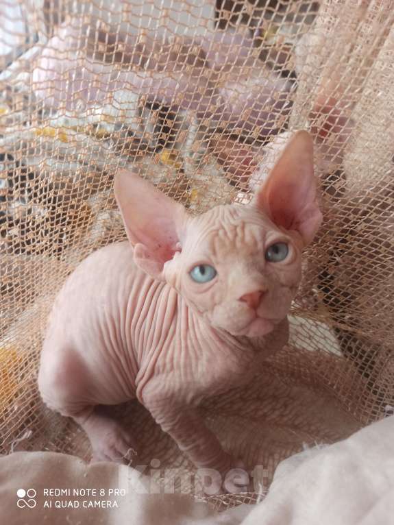 Кошки в Челябинске: Канадский сфинкс мальчик Мальчик, 40 000 руб. - фото 1