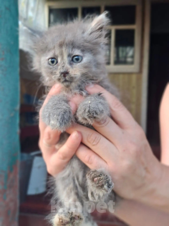 Кошки в Калуге: Котенок Девочка, Бесплатно - фото 1
