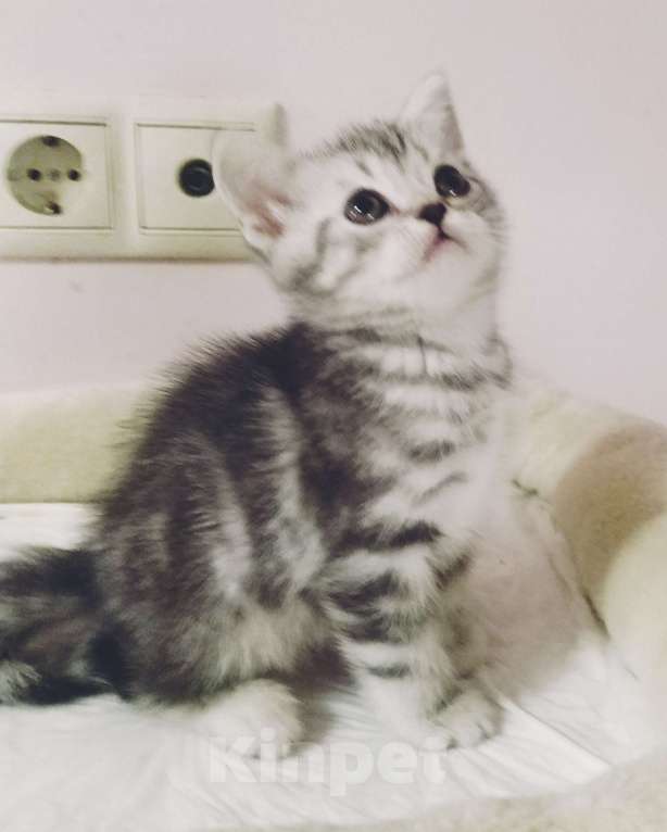 Кошки в Москве: Шотландские плюшевые детки Мальчик, 25 000 руб. - фото 2