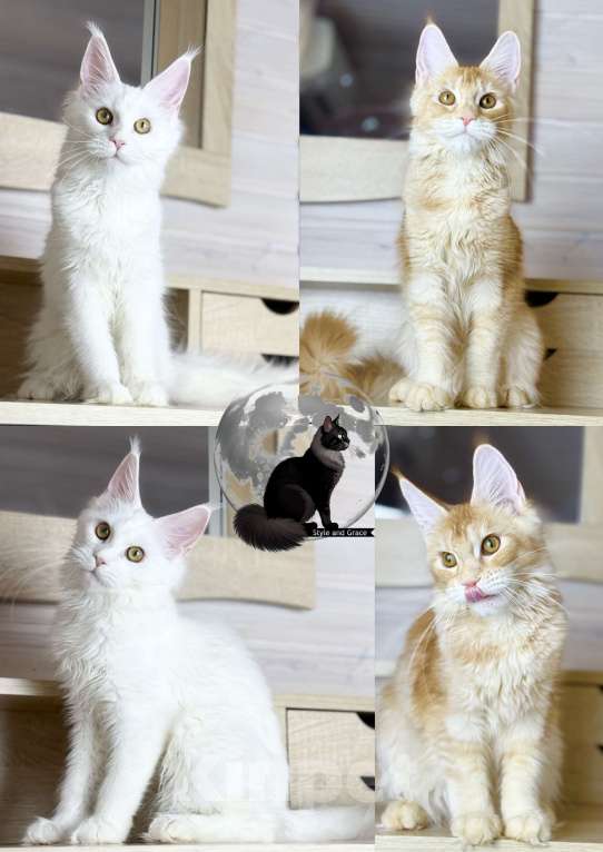 Кошки в других городах Московской области: Котята (девочки мейн куны) Девочка, 50 000 руб. - фото 1