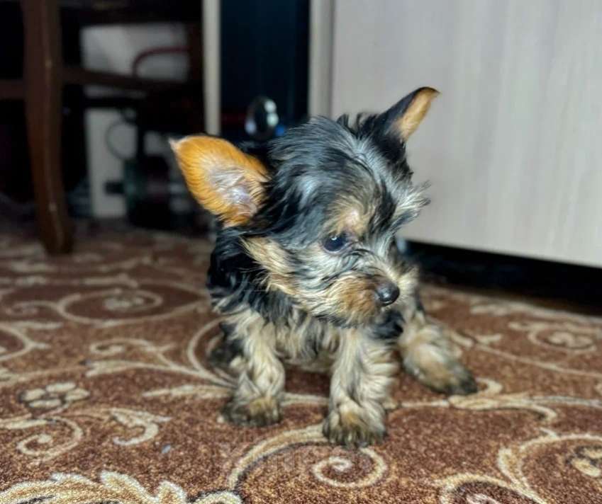 Собаки в Ростове-на-Дону: Продаю щенков йоркширский терьер. Мальчик, Бесплатно - фото 3