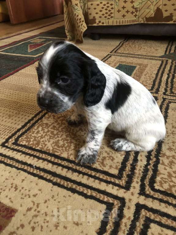 Собаки в Липецке: Щенки русского охотничьего спаниеля Мальчик, 12 000 руб. - фото 2