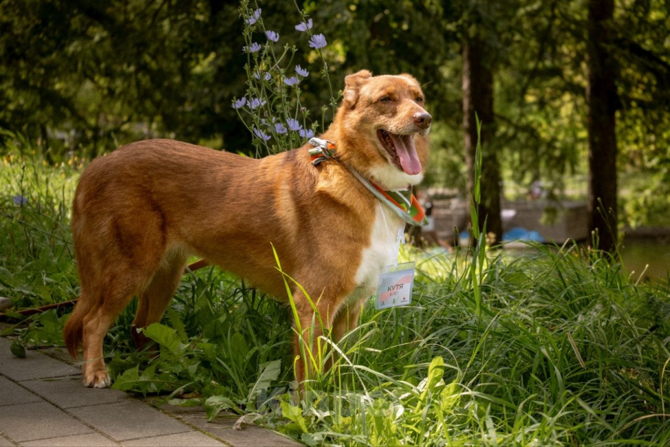 Собаки в Москве: Кутя, девочка, 9 лет Девочка, Бесплатно - фото 6
