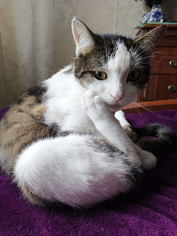 котик в добрые руки