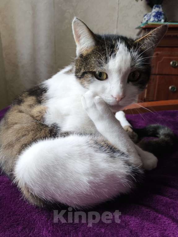 Кошки в Москве: котик в добрые руки Мальчик, Бесплатно - фото 1