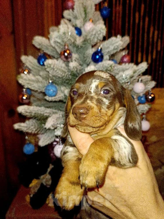 Собаки в других городах Московской области: Мраморный мальчик Мальчик, 100 000 руб. - фото 3