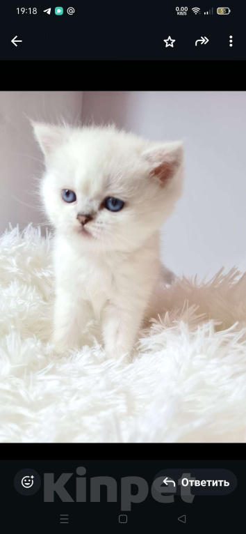 Кошки в Краснодаре: Продаю котят серебряной шотландской шиншиллы  Мальчик, 35 000 руб. - фото 4