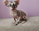 Кошки в Новосибирске: Котёнок эльф Девочка, Бесплатно - фото 1