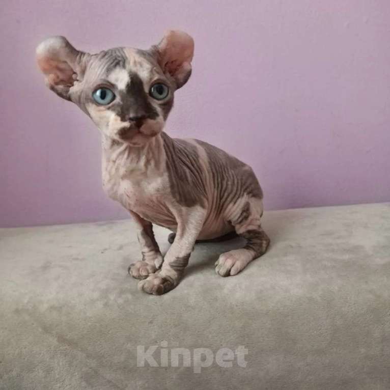 Кошки в Новосибирске: Котёнок эльф Девочка, Бесплатно - фото 1