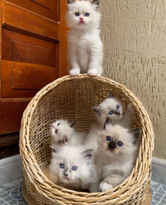 Кошки в Владивостоке: Рэгдолл Девочка, 45 000 руб. - фото 1