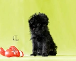 Собаки в Перми: Аффенпинчер - Мистер Red Мальчик, 120 000 руб. - фото 2