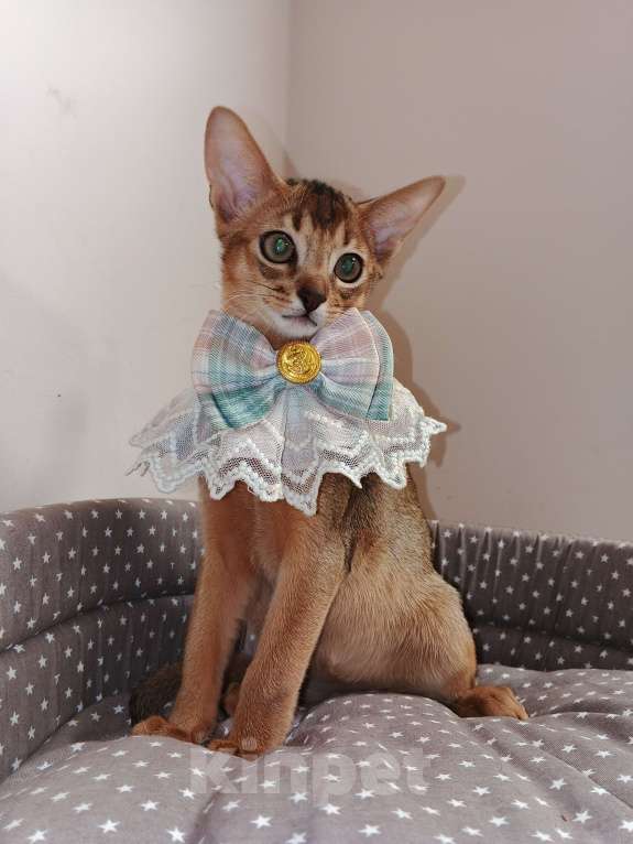 Кошки в Москве: Абиссинский котик красавчик из питомника Мальчик, 70 000 руб. - фото 6