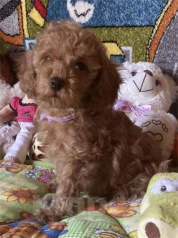 Собаки в других городах Московской области: Щенки той-пуделя Мальчик, Бесплатно - фото 8