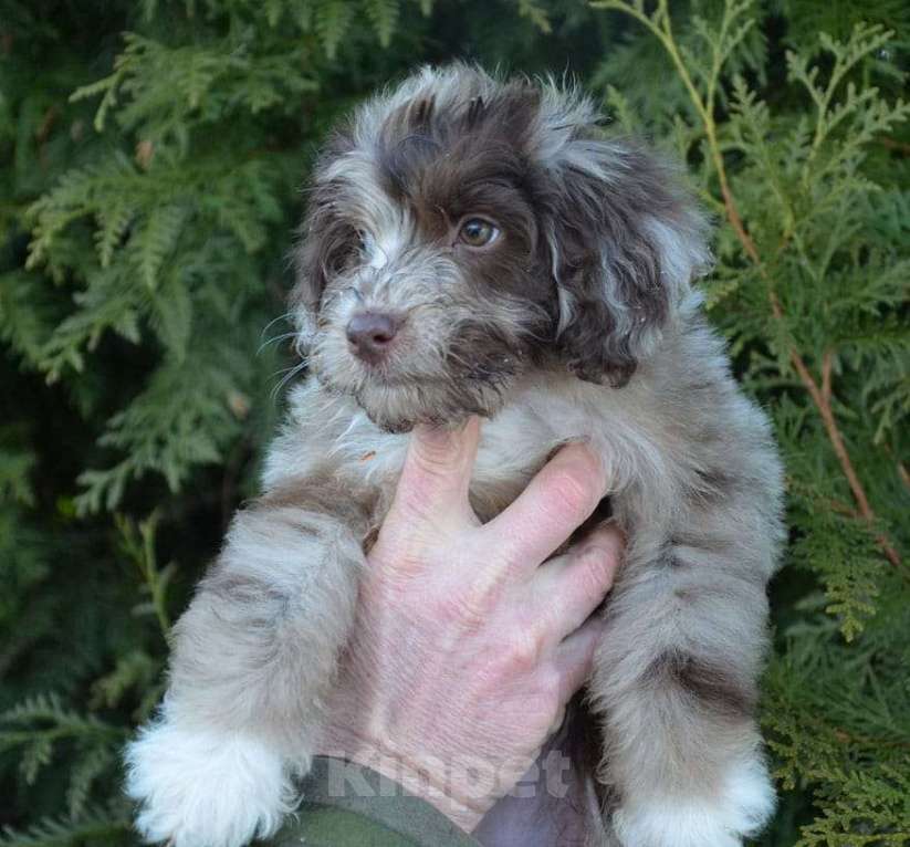 Собаки в других городах Московской области: Голубоглазая девочка Девочка, 60 000 руб. - фото 4