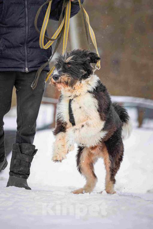 Собаки в Москве: Собака-мечта бородатик Тайсон в добрые руки Мальчик, Бесплатно - фото 2