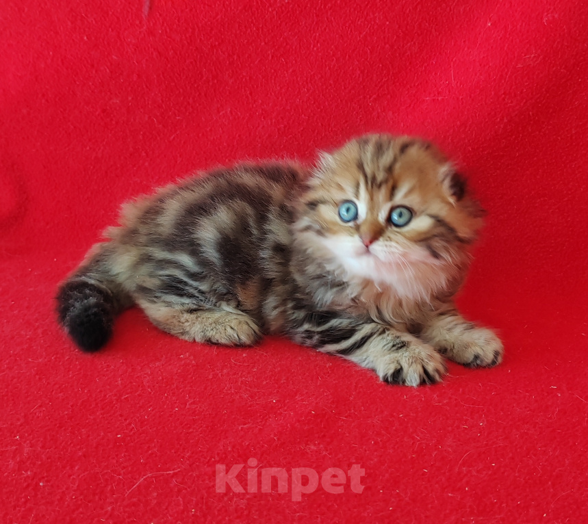 Кошки в Москве: Кошечка хайленд фолд золотая мраморная Девочка, 35 000 руб. - фото 5