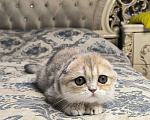 Кошки в Санкт-Петербурге: Шотландский котенок золотая голубая шиншилла  Девочка, 50 000 руб. - фото 1