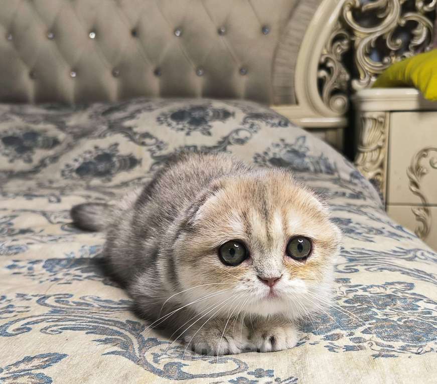 Кошки в Санкт-Петербурге: Шотландский котенок золотая голубая шиншилла  Девочка, 50 000 руб. - фото 1