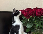 Кошки в Москве: Смешной, милый  котёнок Коржик с мухой на носу ищет семью! Мальчик, Бесплатно - фото 7
