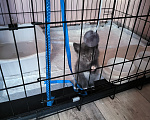 Кошки в Самаре: Котенок бесплатно Девочка, Бесплатно - фото 3