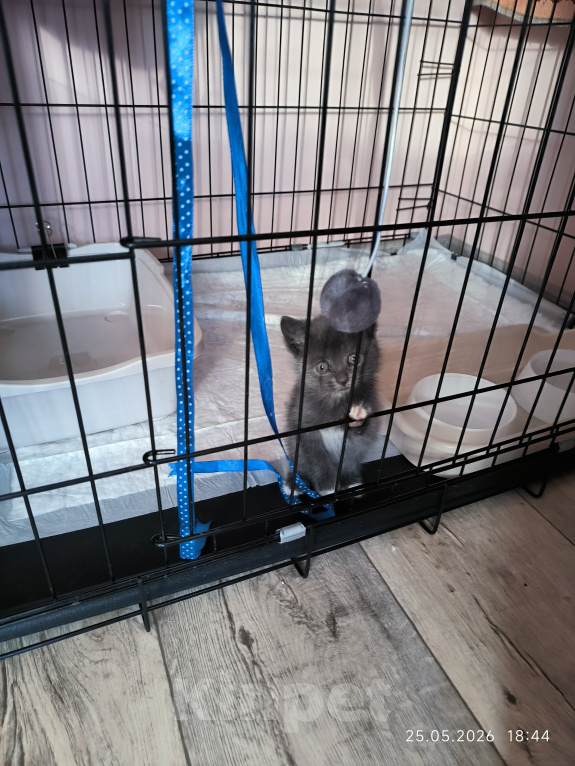 Кошки в Самаре: Котенок бесплатно Девочка, Бесплатно - фото 3