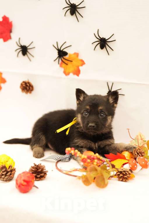 Собаки в других городах Московской области: Девчонка Восточноевропейская овчарка Девочка, 45 000 руб. - фото 5