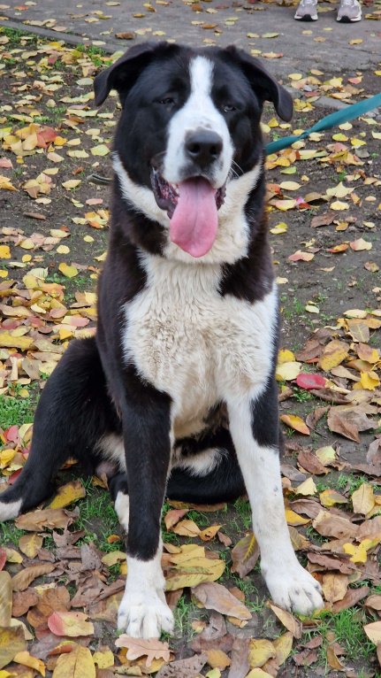 Собаки в Ростове-на-Дону: Алабай в добрые руки Мальчик, Бесплатно - фото 3