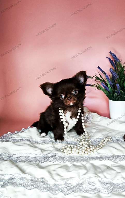 Собаки в Москве: Шоколадный мальчик Мальчик, 40 000 руб. - фото 5