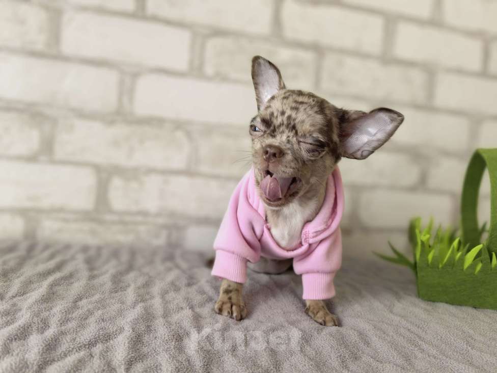 Собаки в Москве: Чевочка чихуахуа шоколадная мерле Девочка, 50 000 руб. - фото 3