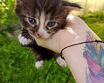 Кошки в Твери: Отдам котят в добрые руки в Твери  Мальчик, Бесплатно - фото 2