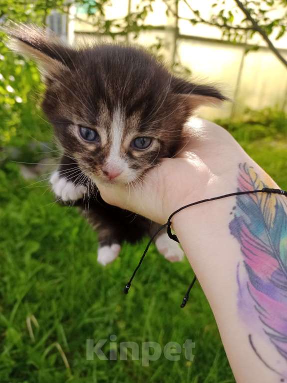 Кошки в Твери: Отдам котят в добрые руки в Твери  Мальчик, Бесплатно - фото 2