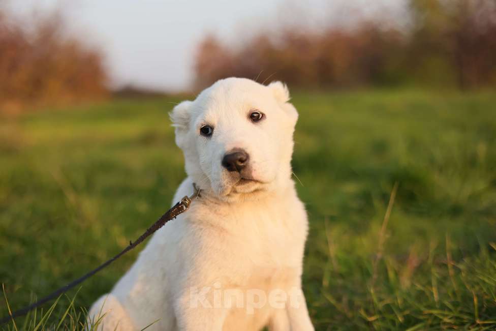 Собаки в Краснодаре: Щенки алабая Мальчик, 50 000 руб. - фото 8